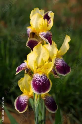 wild iris flowers