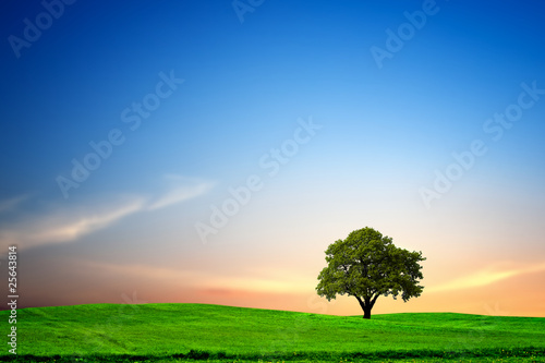 Oak tree at Sunset