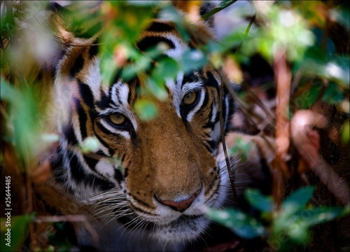 Portrait of a tiger in bushes. #25644485