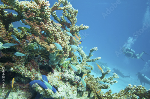 Fototapeta Naklejka Na Ścianę i Meble -  Tropical underwater scenery, Great barrier reef