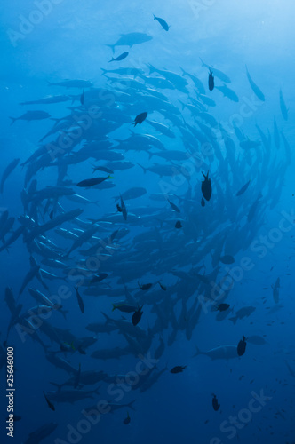 schooling jack and trevally fish, Great barrier reef