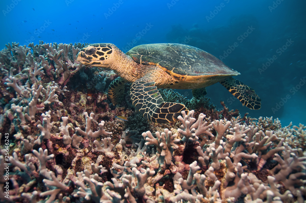 Fototapeta premium Green Turtle, Great barrier reef, australia