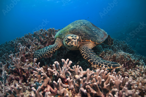 Green Turtle, Great barrier reef, australia #25646282