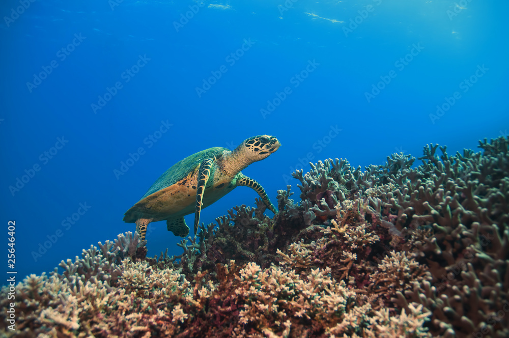 Naklejka premium Green Turtle, Great barrier reef, australia