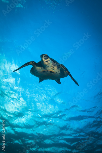 Green Turtle, Great barrier reef, australia #25646414