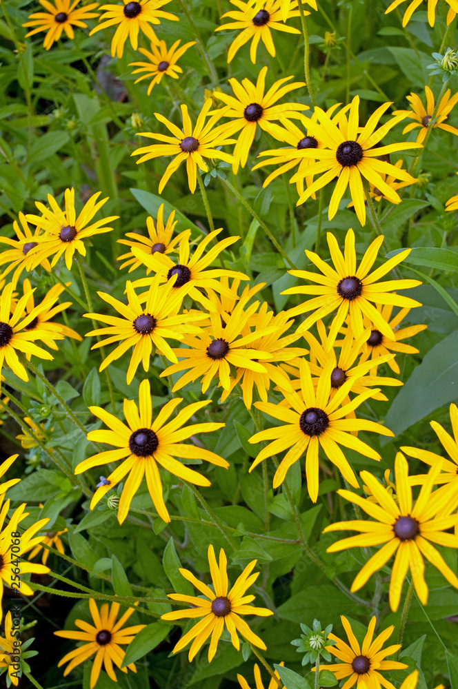 Gelber Sonnenhut - Rudbeckia Gelber Sonnenhut - Rudbeckia