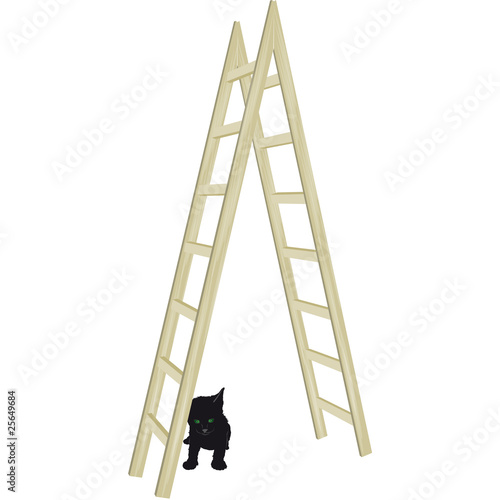gatto