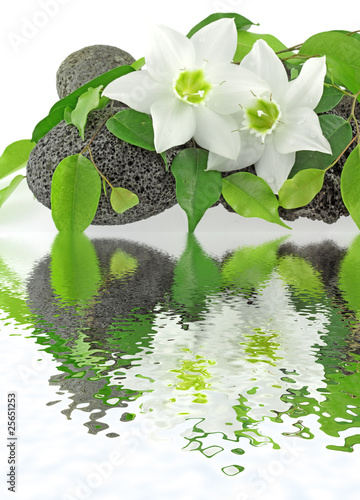 Fototapeta Naklejka Na Ścianę i Meble -  fleurs blanches lys de la Vierge sur galets noirs et ficus vert