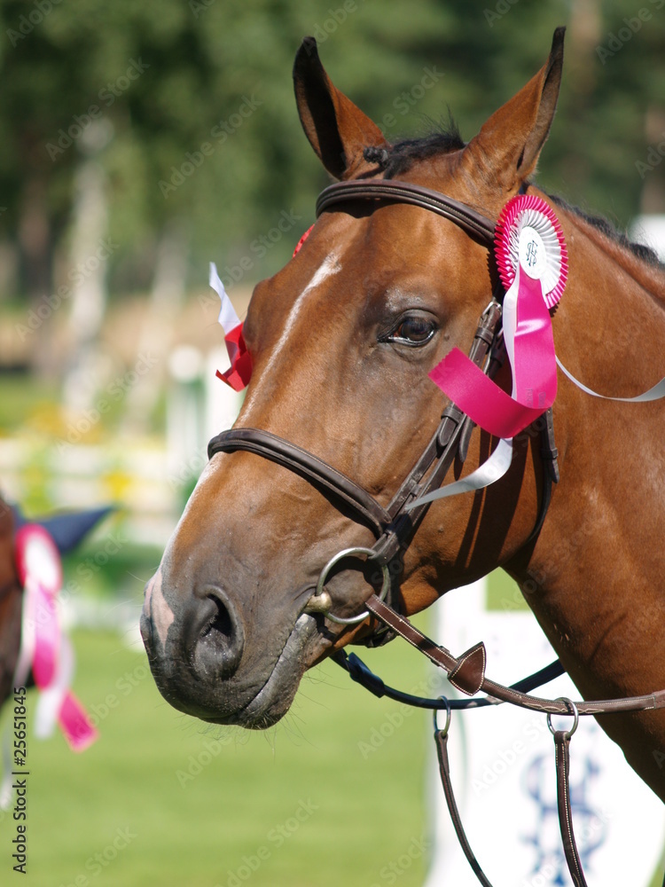Obraz premium concours hippique