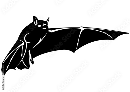 Chauve souris - 2