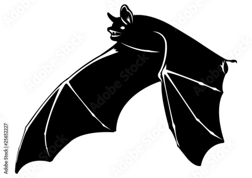 Chauve souris - 7