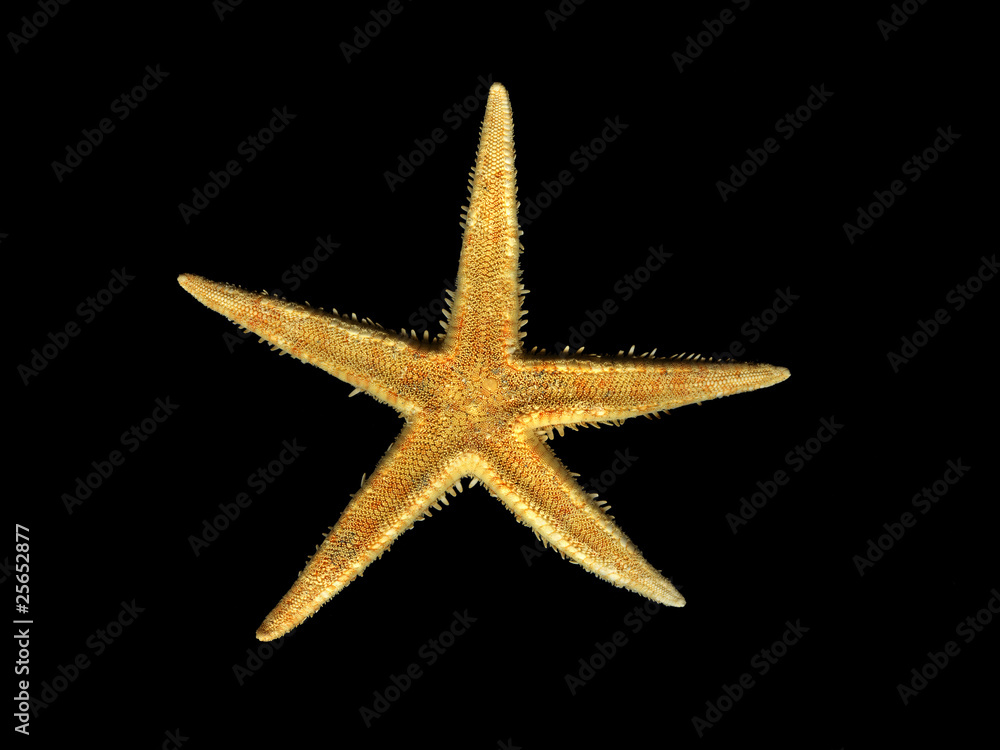 starfish starfish