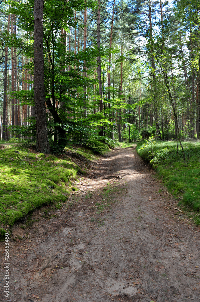 Obraz premium Avenue in the forest