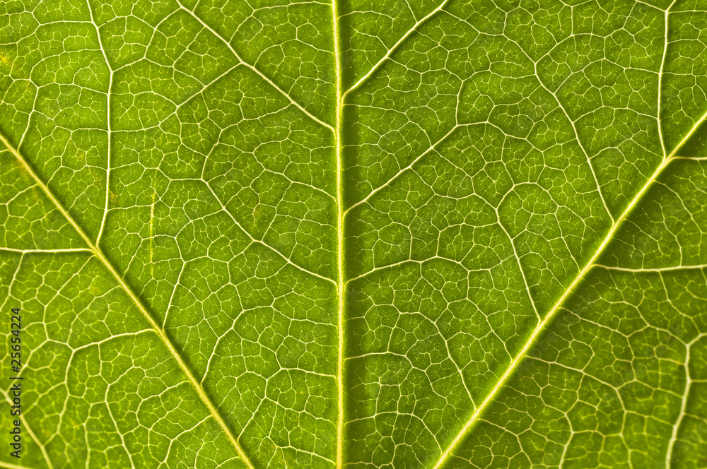 Détail d'une feuille de platane verte Détail d'une feuille de platane verte