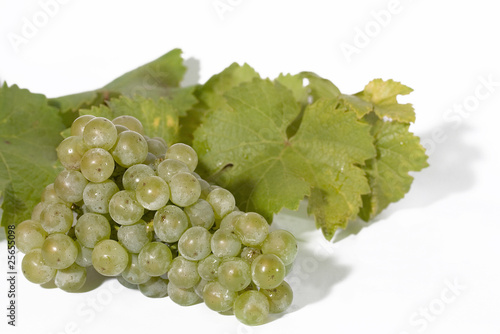 Riesling photo