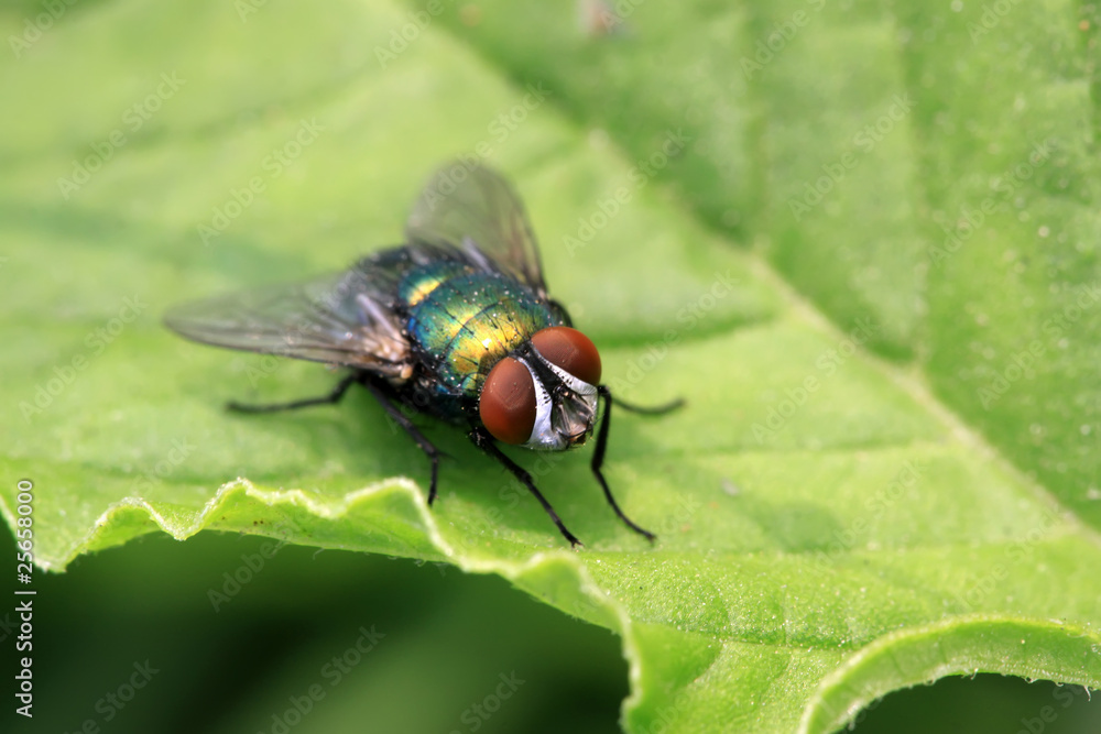 Naklejka premium red-headed flies