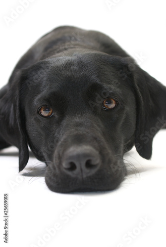 Black Labrador Dog