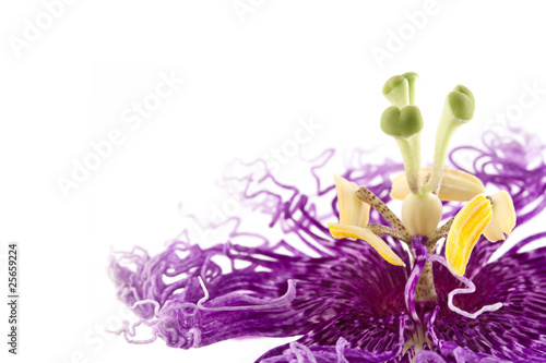 passiflora isolated on white