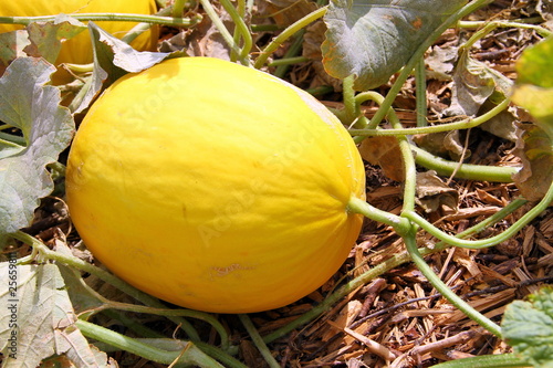 Melons plein champ photo