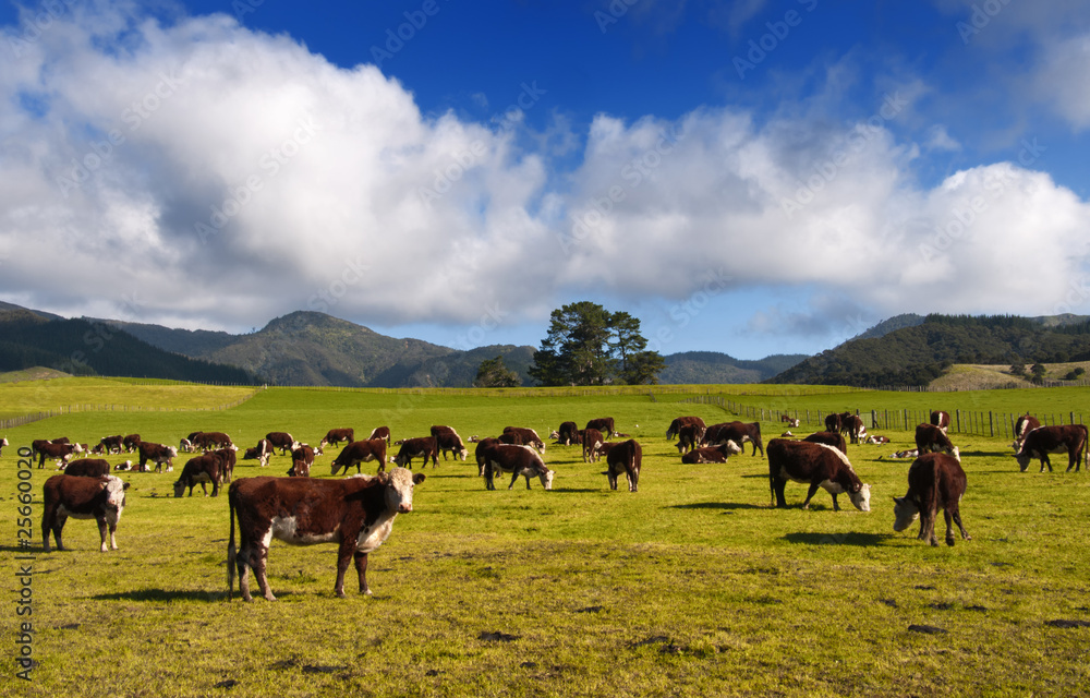 New Zealand Cows & Countryside.