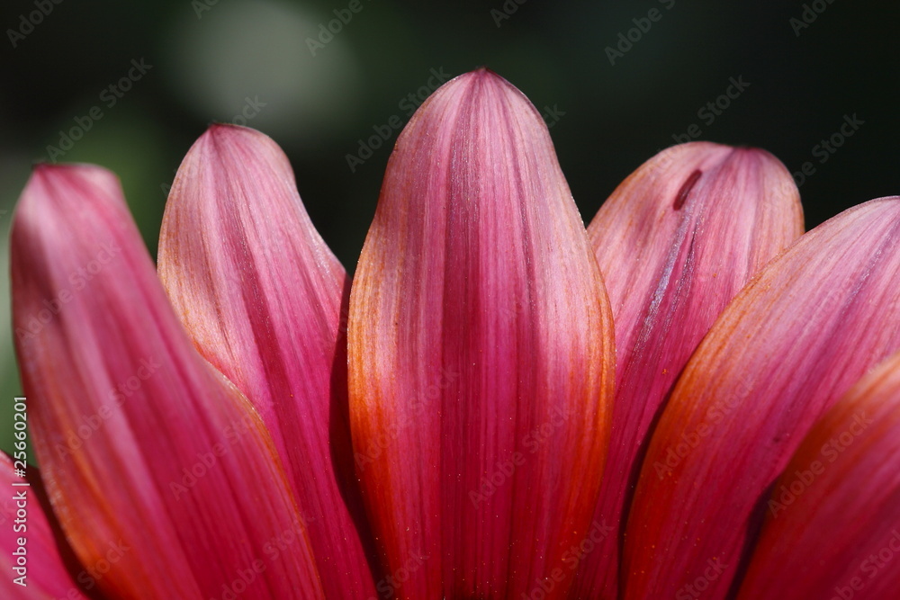 gerbera fucsia petali astratto