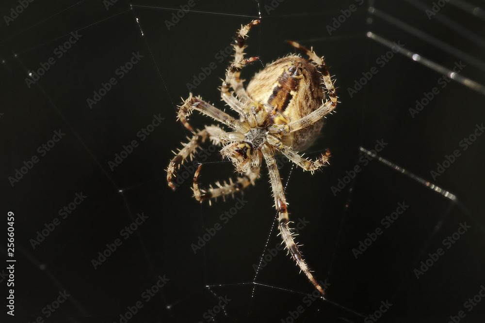 Spinne Spinne