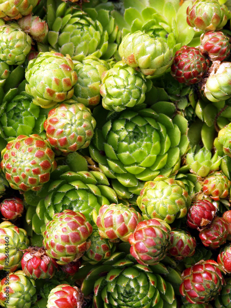 Obraz premium Closeup of succulent plant Sempervivum (Crassulaceae)