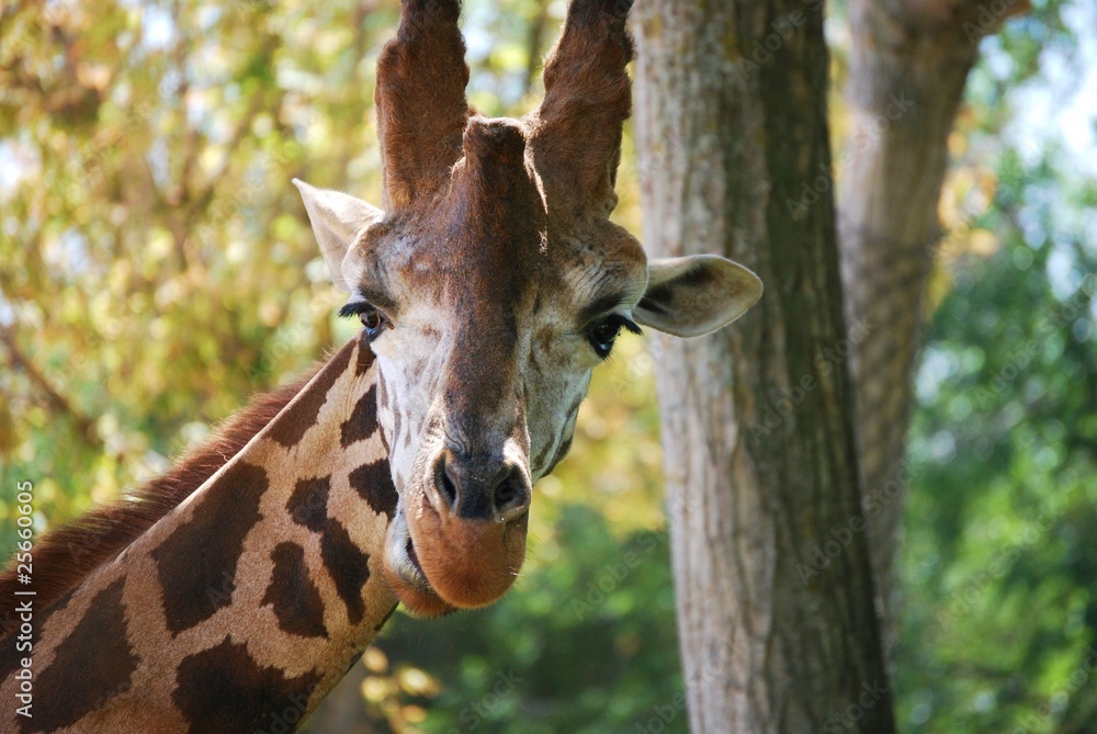 Obraz premium Jirafa