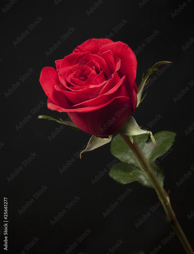 beautiful rose beautiful rose