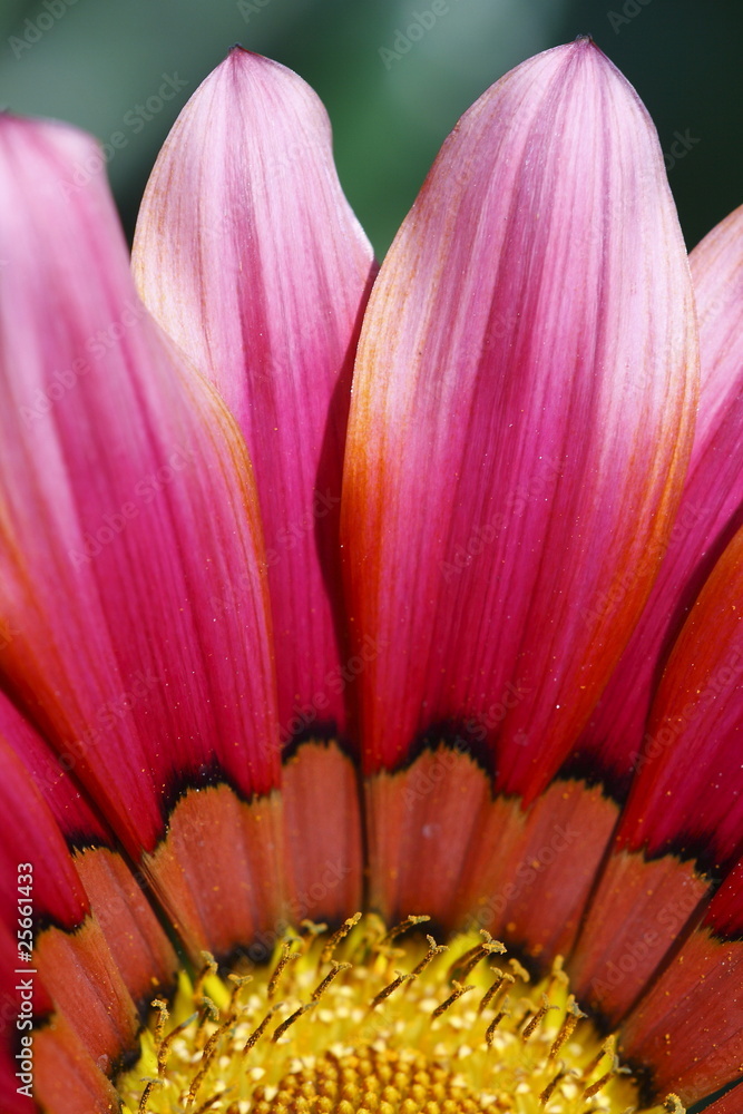 gerbera fucsia gerbera fucsia