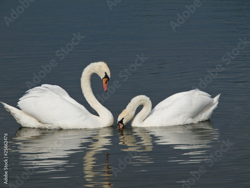 Two Mute Swans, Cygnus olor