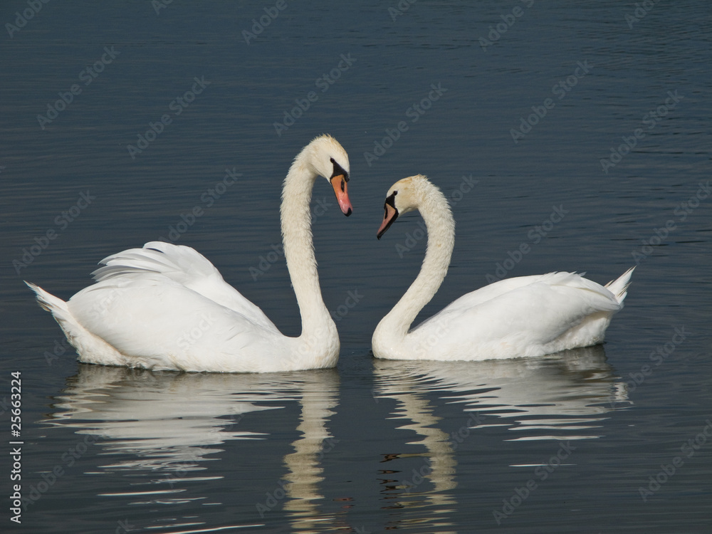 Two Mute Swans, Cygnus olor looking at each other Two Mute Swans, Cygnus olor looking at each other
