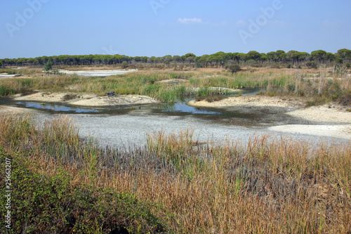 parc national de Donana