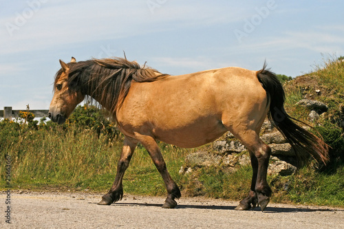 Pferd im Bodmin Moor  Cornwall  England