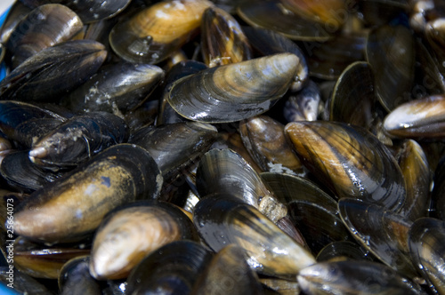 Fototapeta Naklejka Na Ścianę i Meble -  Mussels