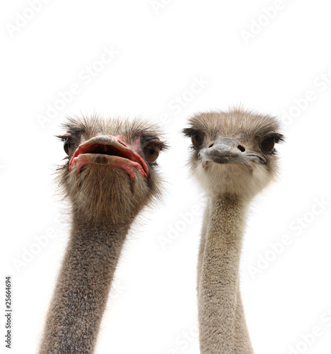 two ostriches heads
