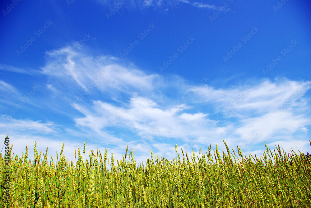Obraz premium field