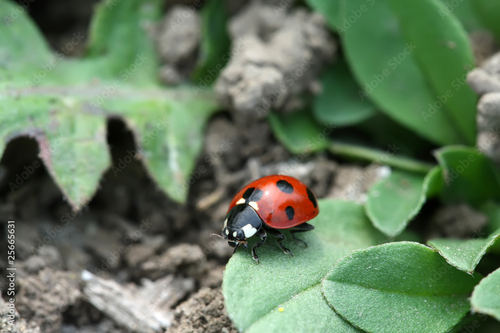 Fototapeta premium ladybug