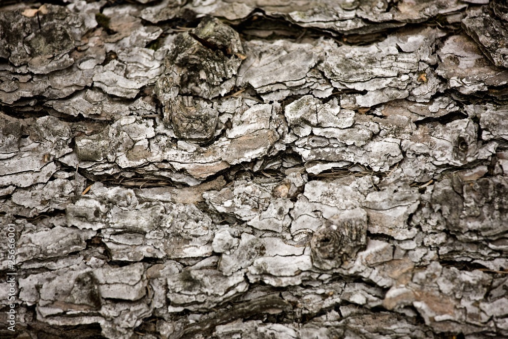 Bark On A Tree Bark On A Tree