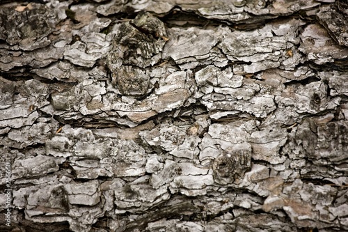 Bark On A Tree