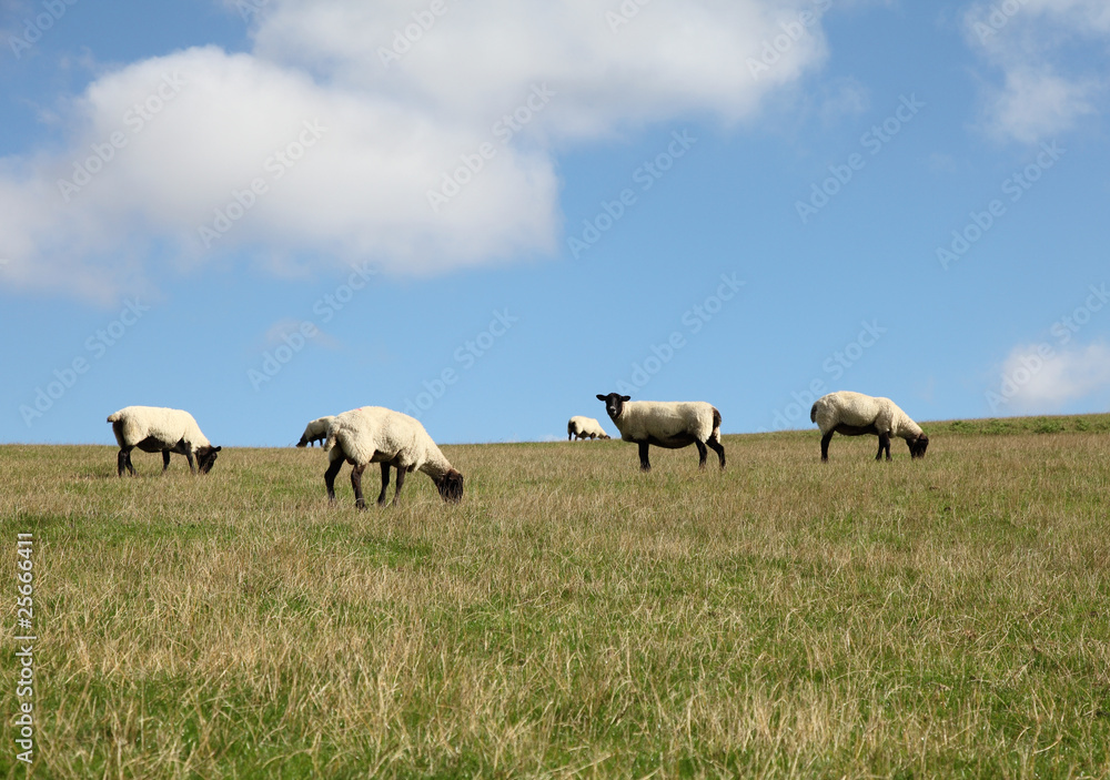 Sheep on Hilly Field