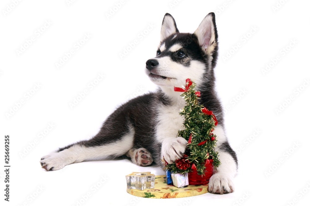 Siberian Husky Welpe mit Weihnachtsbaum