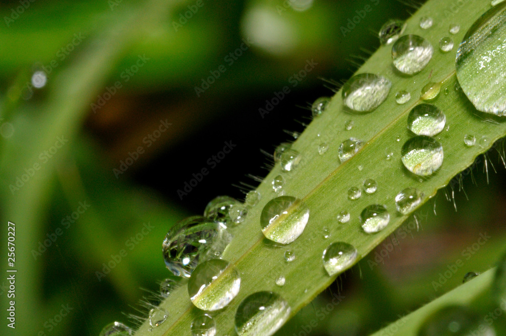 葉に付いた雨粒