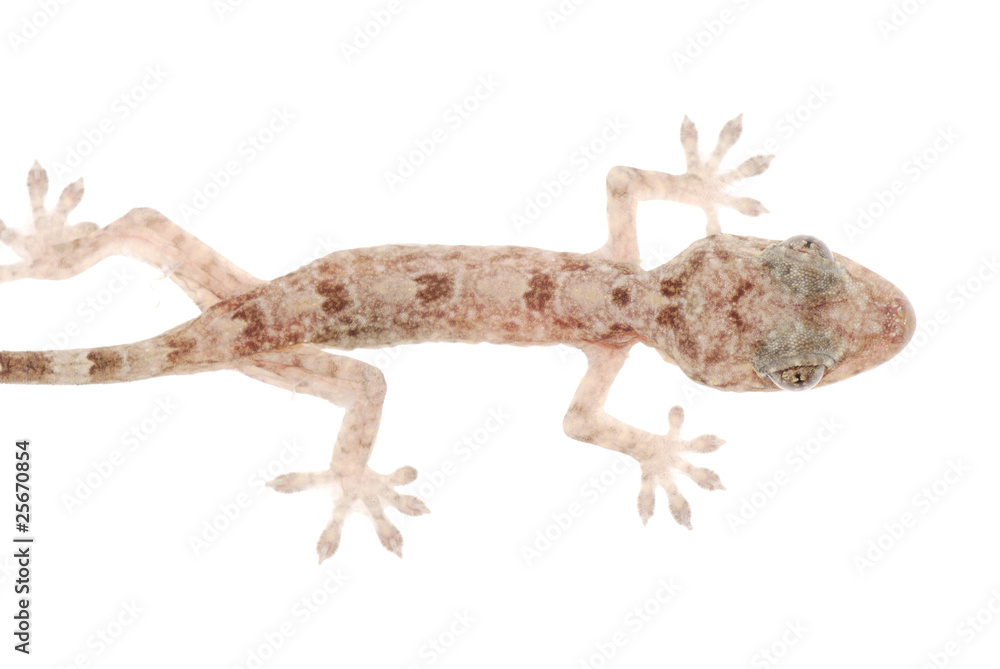 Naklejka premium animal chinese gecko