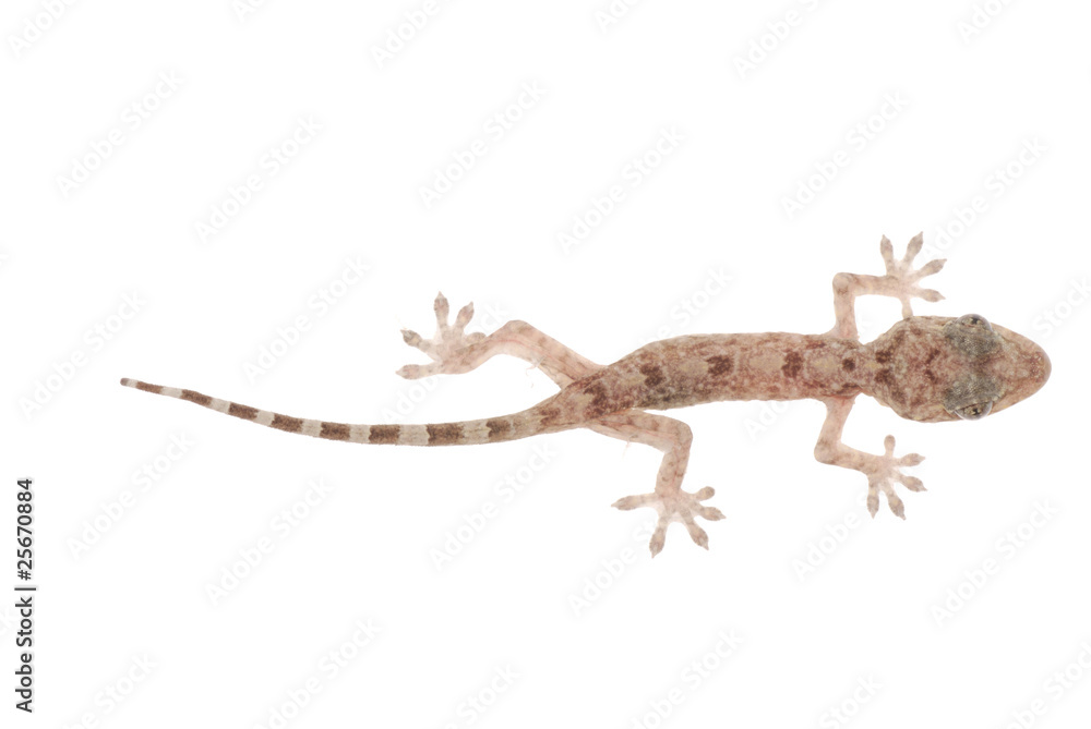 Naklejka premium animal chinese gecko