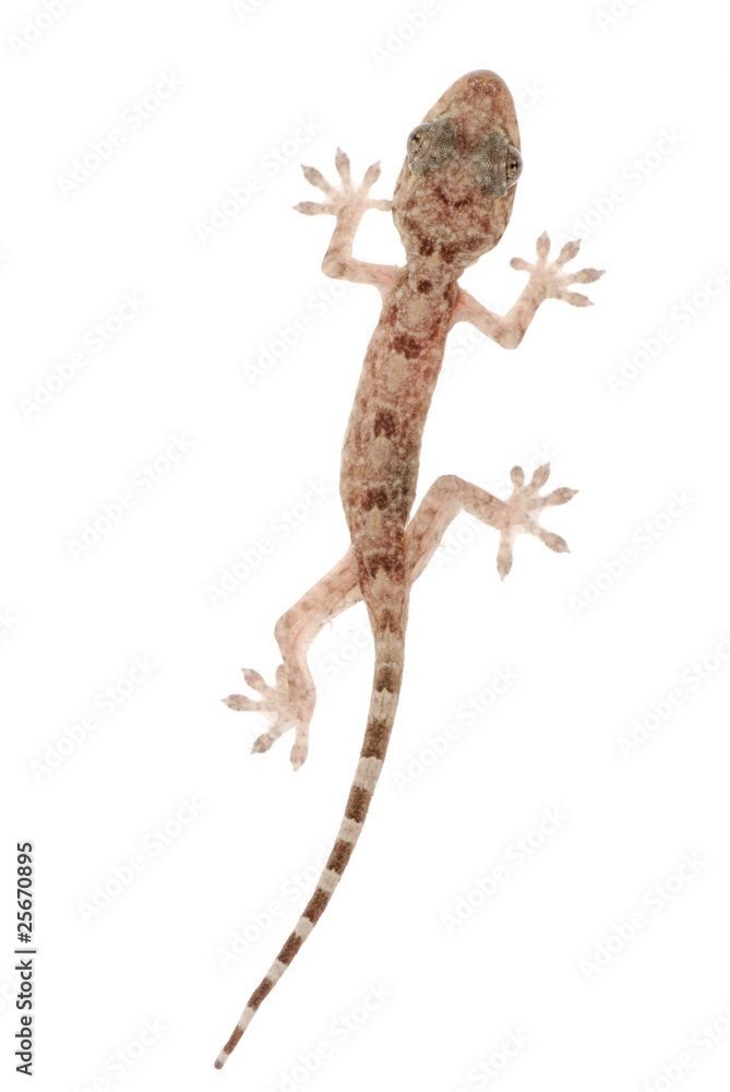 Naklejka premium animal chinese gecko
