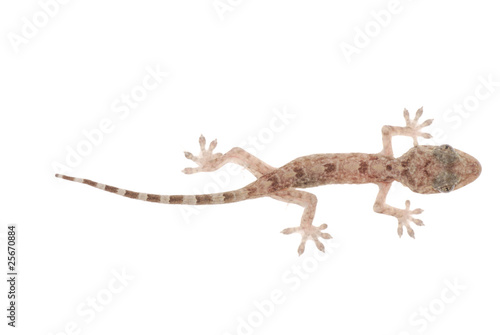 animal chinese gecko