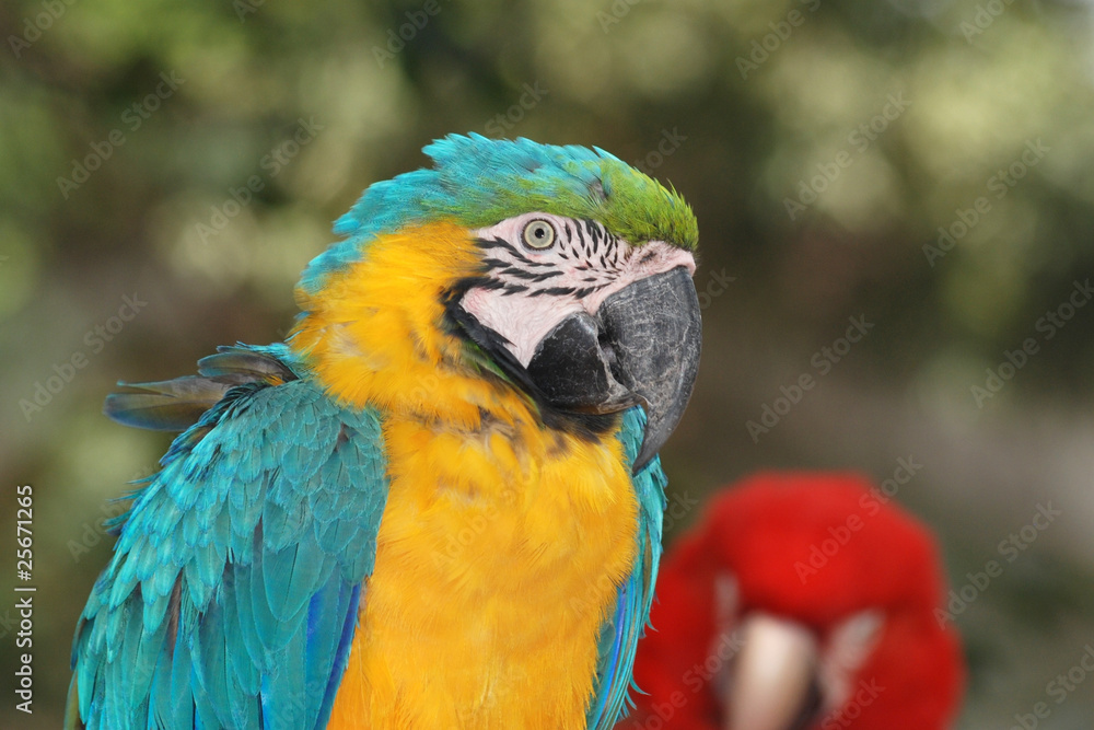 blue macaw bird