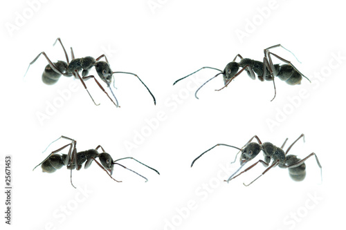 ant side view set