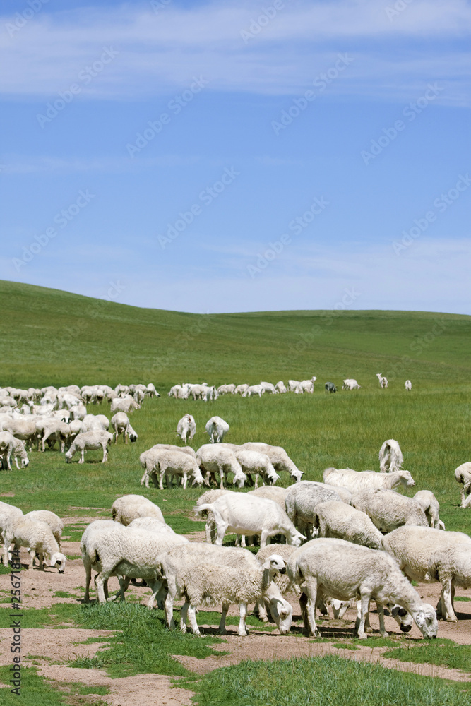 herds of sheep